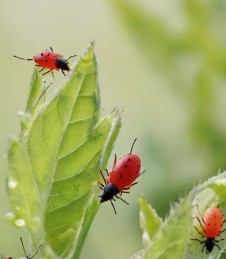 Blattläuse im Garten